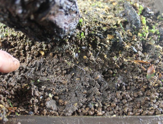 bonsai soil